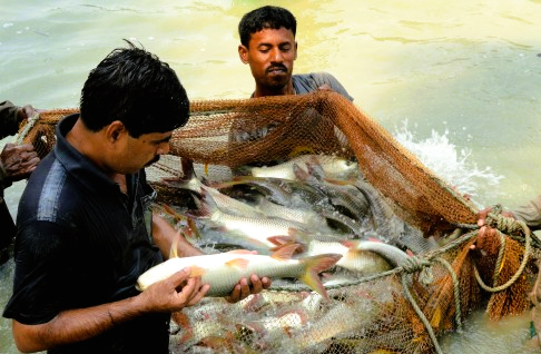 Premium Tilapia Farm